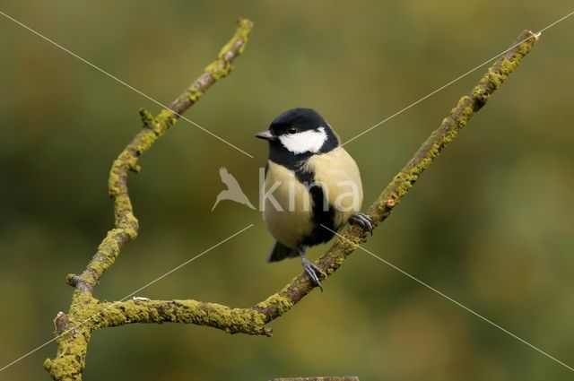 Koolmees (Parus major)