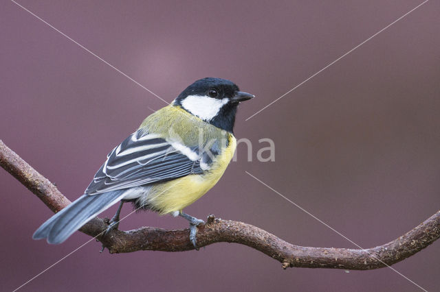 Koolmees (Parus major)