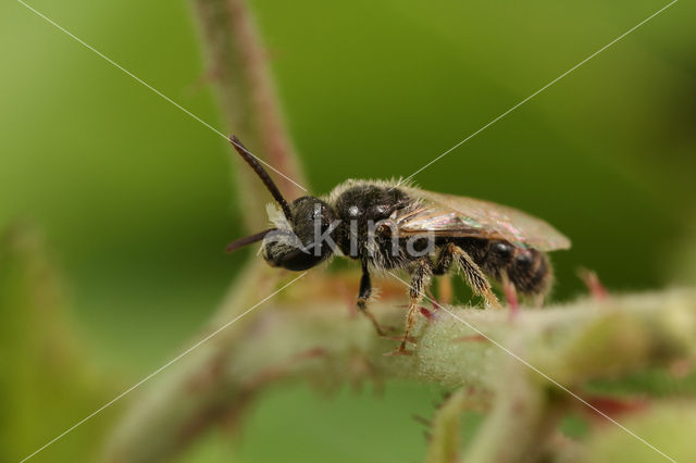 Kortsprietgroefbij (Lasioglossum brevicorne)