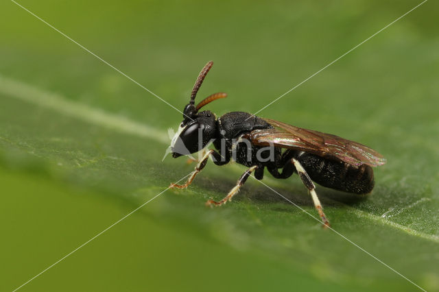 Kortsprietmaskerbij (Hylaeus brevicornis)