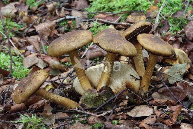 Kostgangerboleet (Boletus parasiticus)