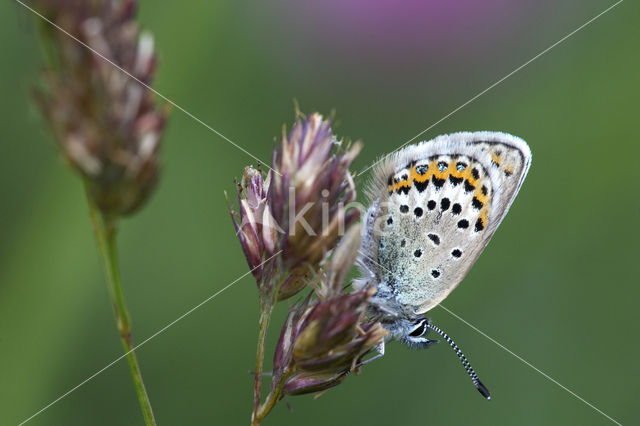 Kroonkruidblauwtje (Lycaeides argyrognomon)