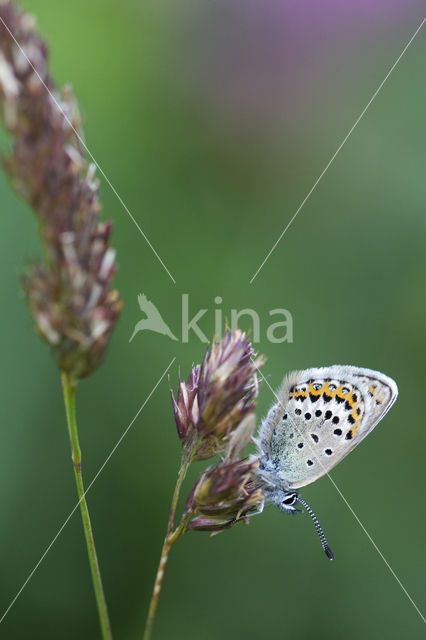 Kroonkruidblauwtje (Lycaeides argyrognomon)