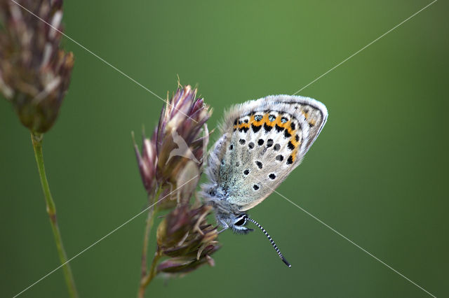 Kroonkruidblauwtje (Lycaeides argyrognomon)