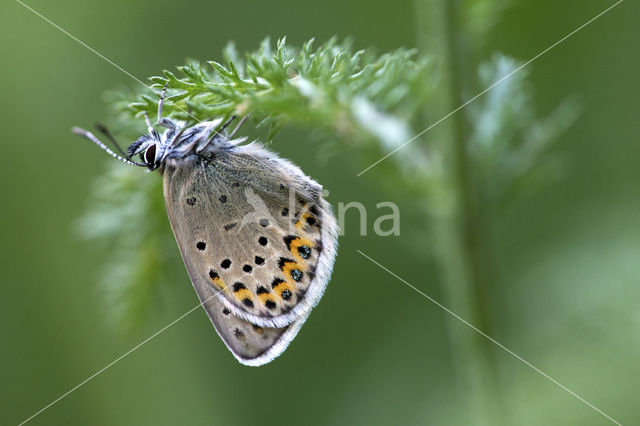 Kroonkruidblauwtje (Plebejus argyrognomon)