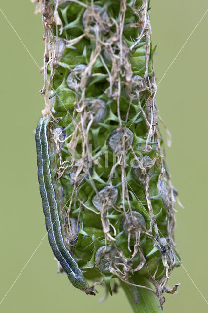 Lichte daguil (Heliothis viriplaca)