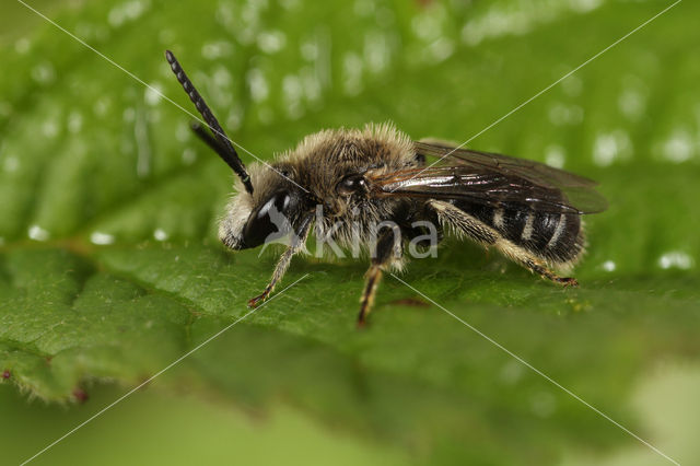 Matte bandgroefbij (Lasioglossum leucozonium)