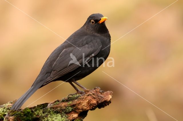 Merel (Turdus merula)