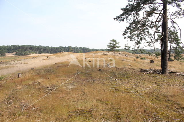 Nationaal Park Loonse en Drunense Duinen