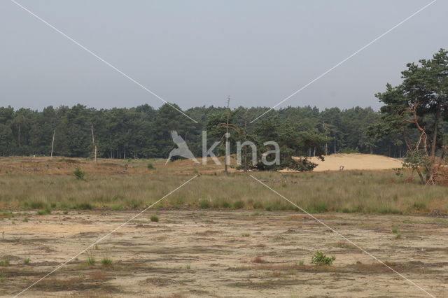 Nationaal Park Loonse en Drunense Duinen