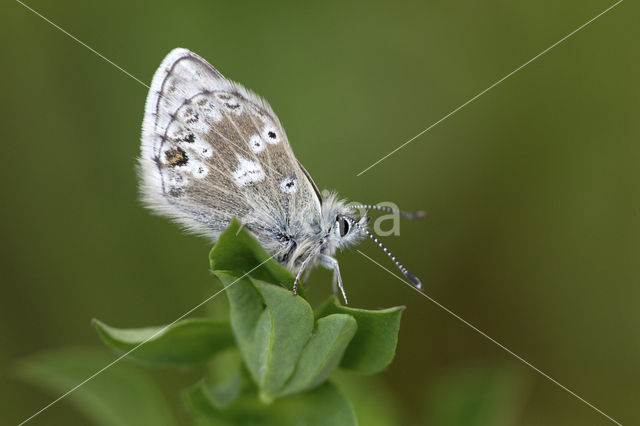 Noordelijk manschildblauwtje (Agriades glandon)