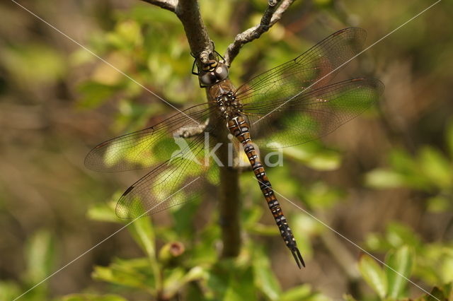 Paardenbijter (Aeshna mixta)