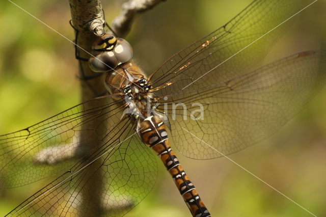 Paardenbijter (Aeshna mixta)