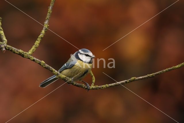 Pimpelmees (Parus caeruleus)