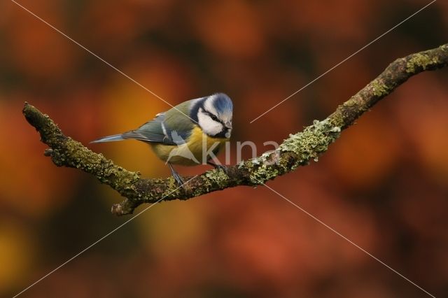 Pimpelmees (Parus caeruleus)