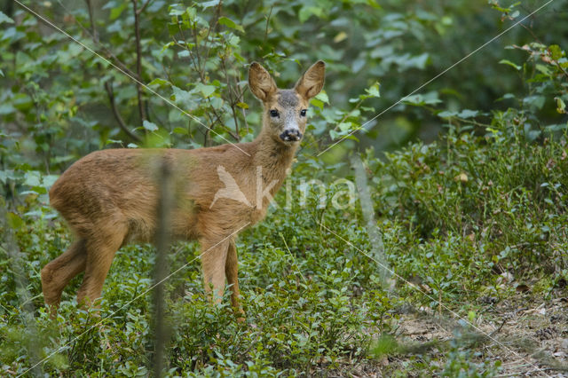 Ree (Capreolus capreolus)