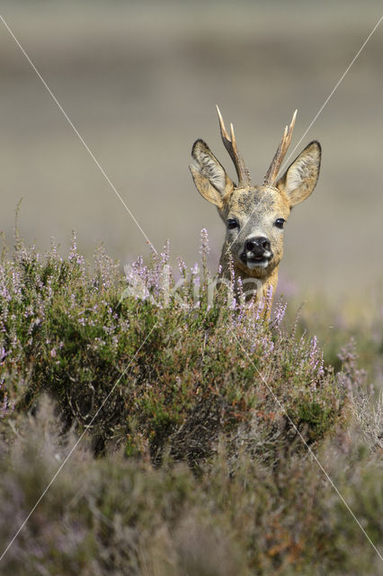 Ree (Capreolus capreolus)