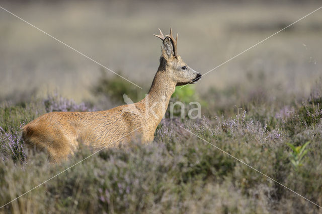 Ree (Capreolus capreolus)