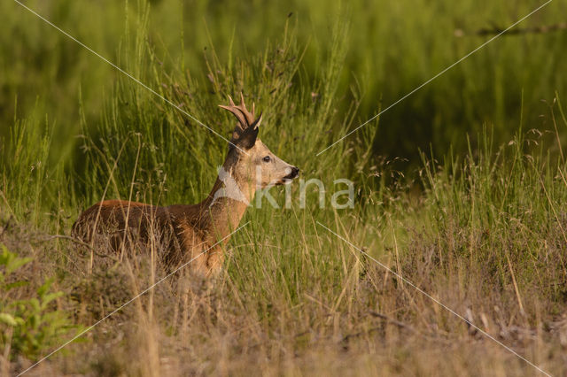 Ree (Capreolus capreolus)