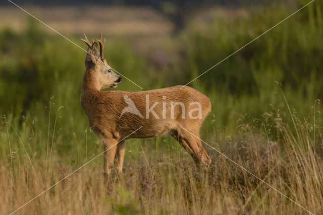 Ree (Capreolus capreolus)