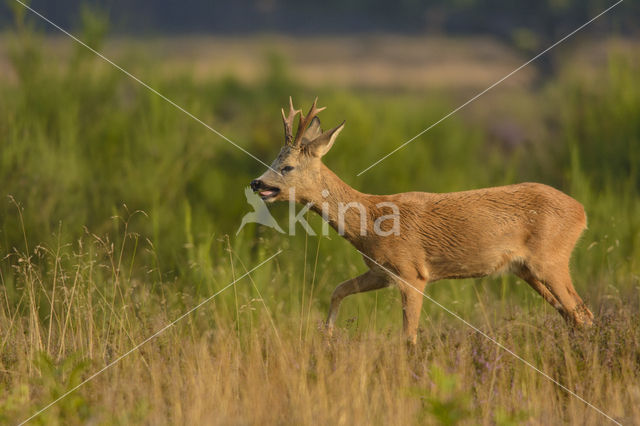 Ree (Capreolus capreolus)