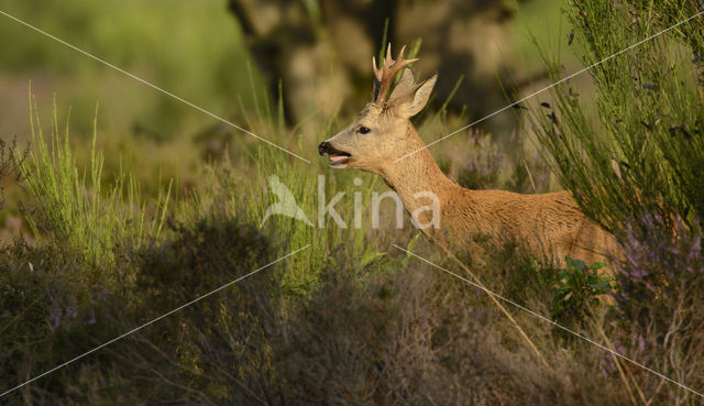 Ree (Capreolus capreolus)