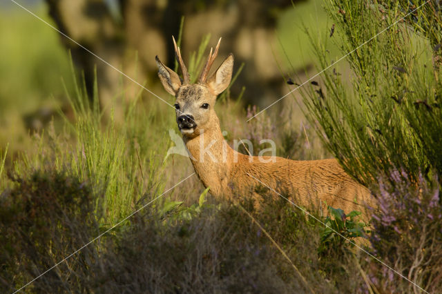 Ree (Capreolus capreolus)