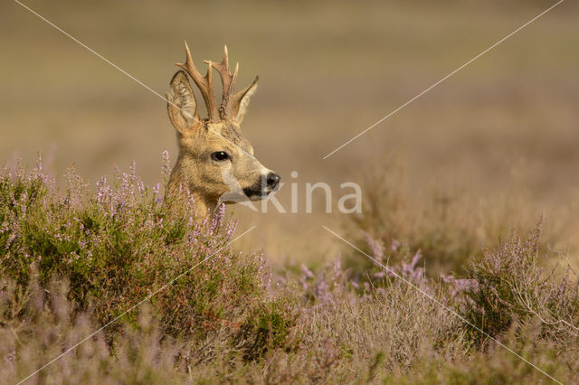 Ree (Capreolus capreolus)