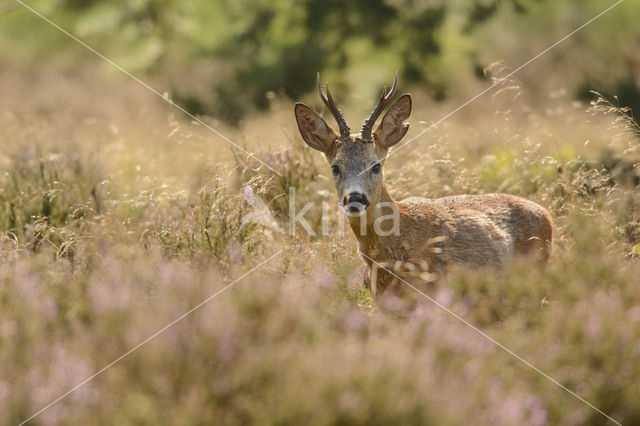 Ree (Capreolus capreolus)