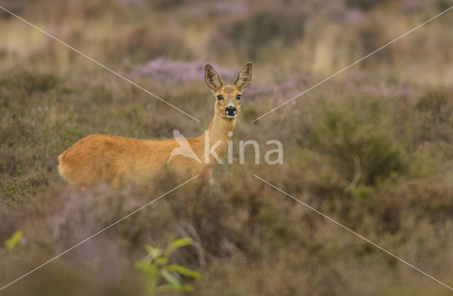 Roe Deer (Capreolus capreolus)