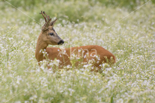 Ree (Capreolus capreolus)