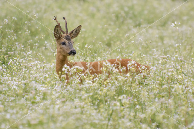 Ree (Capreolus capreolus)