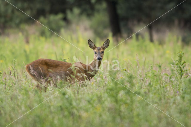 Roe Deer (Capreolus capreolus)