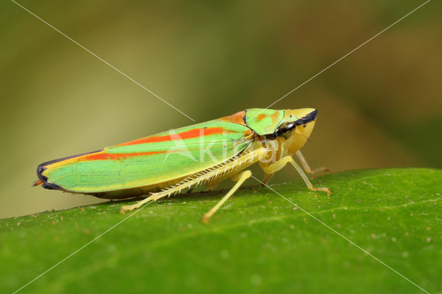 Rhododendroncicade (Graphocephala fennahi)