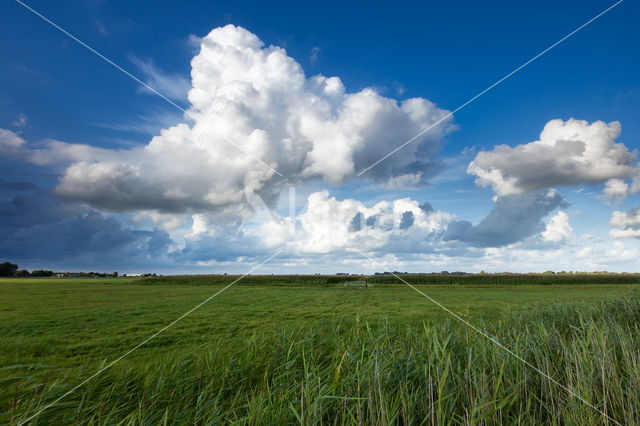 Riet (Phragmites australis)