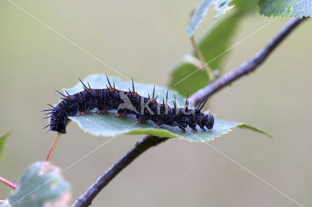 Camberwell Beauty (Nymphalis antiopa)