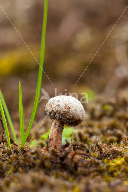 Ruwstelige stuifbal (Tulostoma fimbriatum)