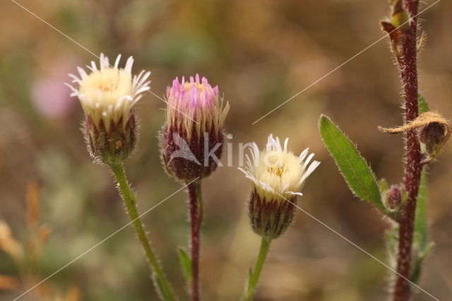 Blue Fleabane (Erigeron acer)