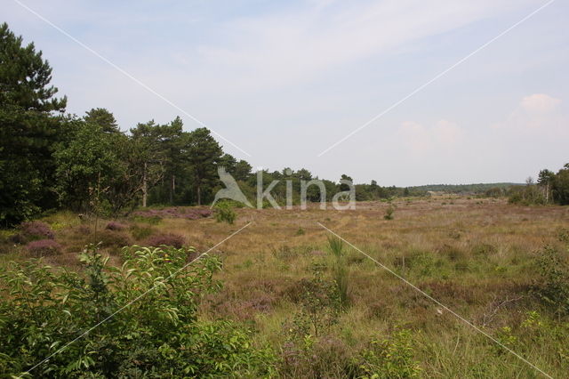 Schoorlse Duinen