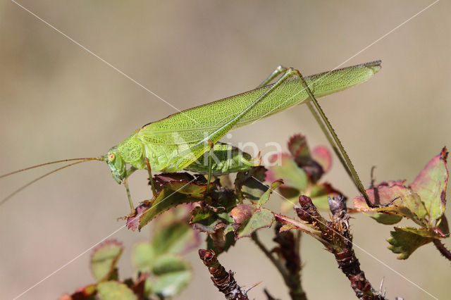 Sikkelsprinkhaan (Phaneroptera falcata)