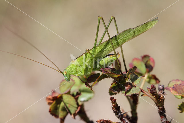 Sikkelsprinkhaan (Phaneroptera falcata)