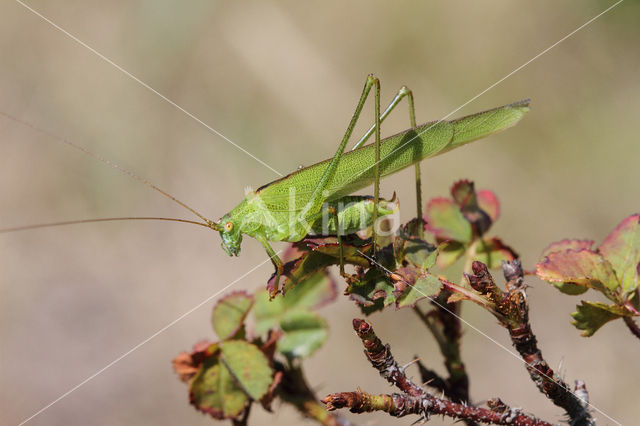 Sikkelsprinkhaan (Phaneroptera falcata)