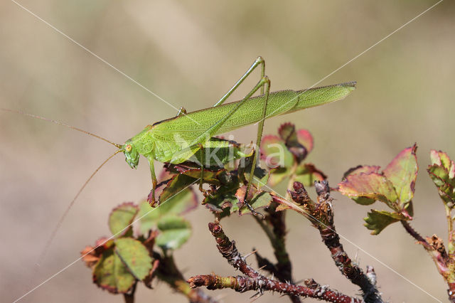 Sikkelsprinkhaan (Phaneroptera falcata)