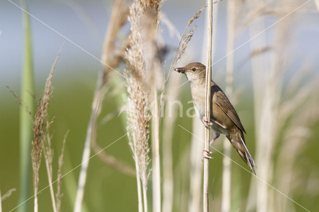 Savi's Warbler (Locustella luscinioides)