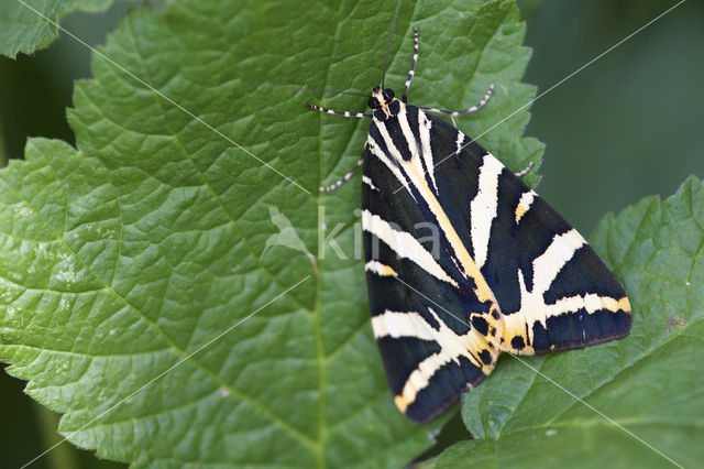 Spaanse vlag (Euplagia quadripunctaria)