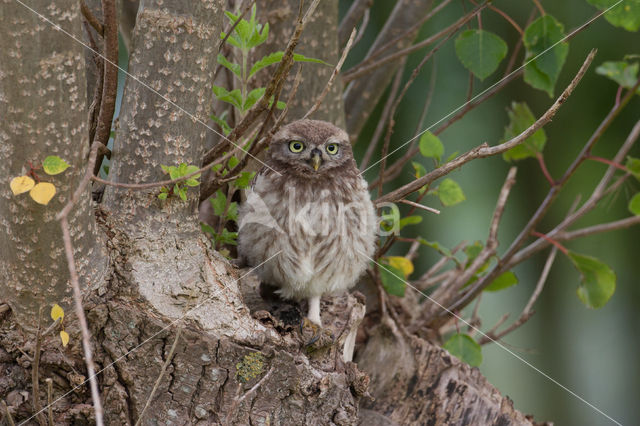 Steenuil (Athene noctua)