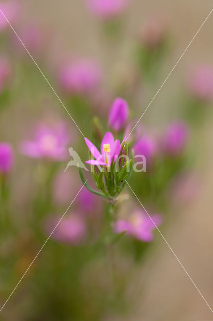 Strandduizendguldenkruid (Centaurium littorale)