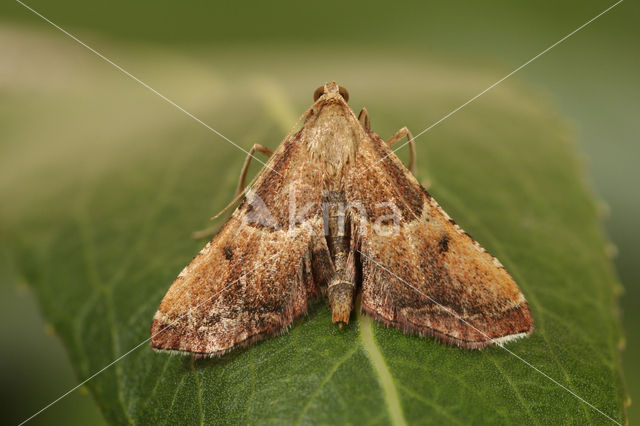 Strooiselmot (Endotricha flammealis)