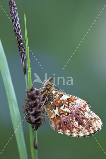 Titania's parelmoervlinder (Boloria titania)