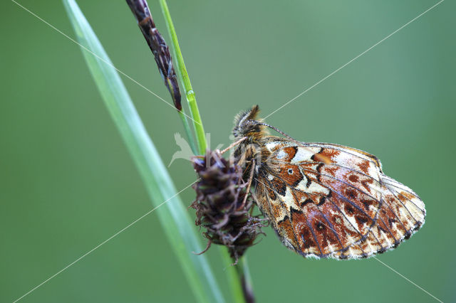 Titania's parelmoervlinder (Boloria titania)